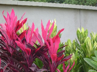 Colorful Shrubbery